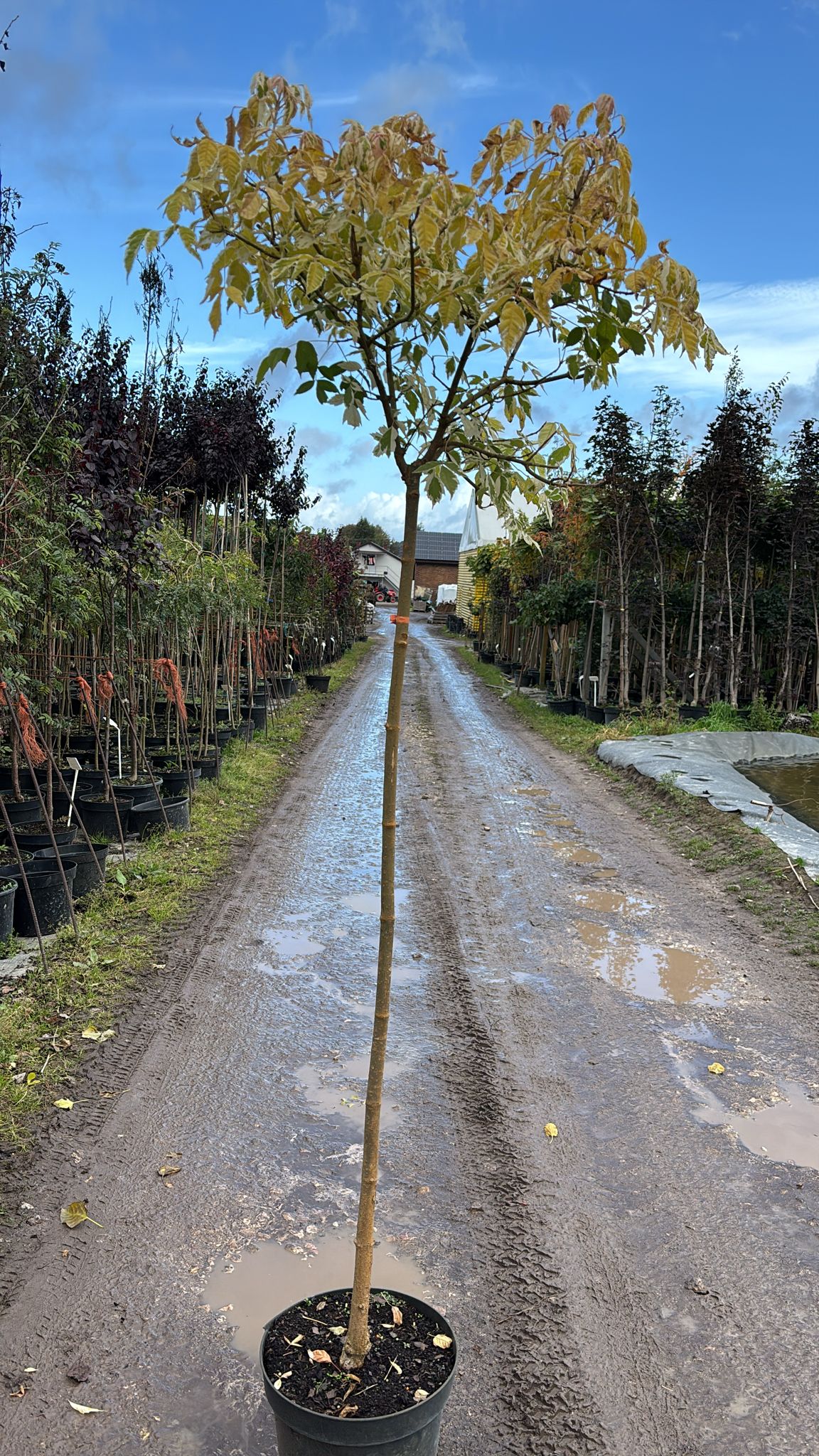 Клен ясенелистный Фламинго штамб